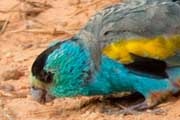 Golden-shouldered Parrot (Psephotus chrysopterygius)